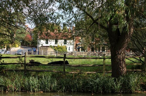 14 Cows laze in front of the Plough Inn.jpg
